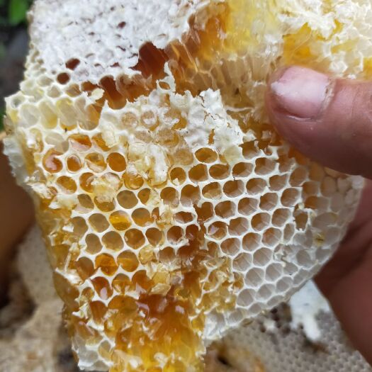 白河县麻虎镇土蜂蜜
