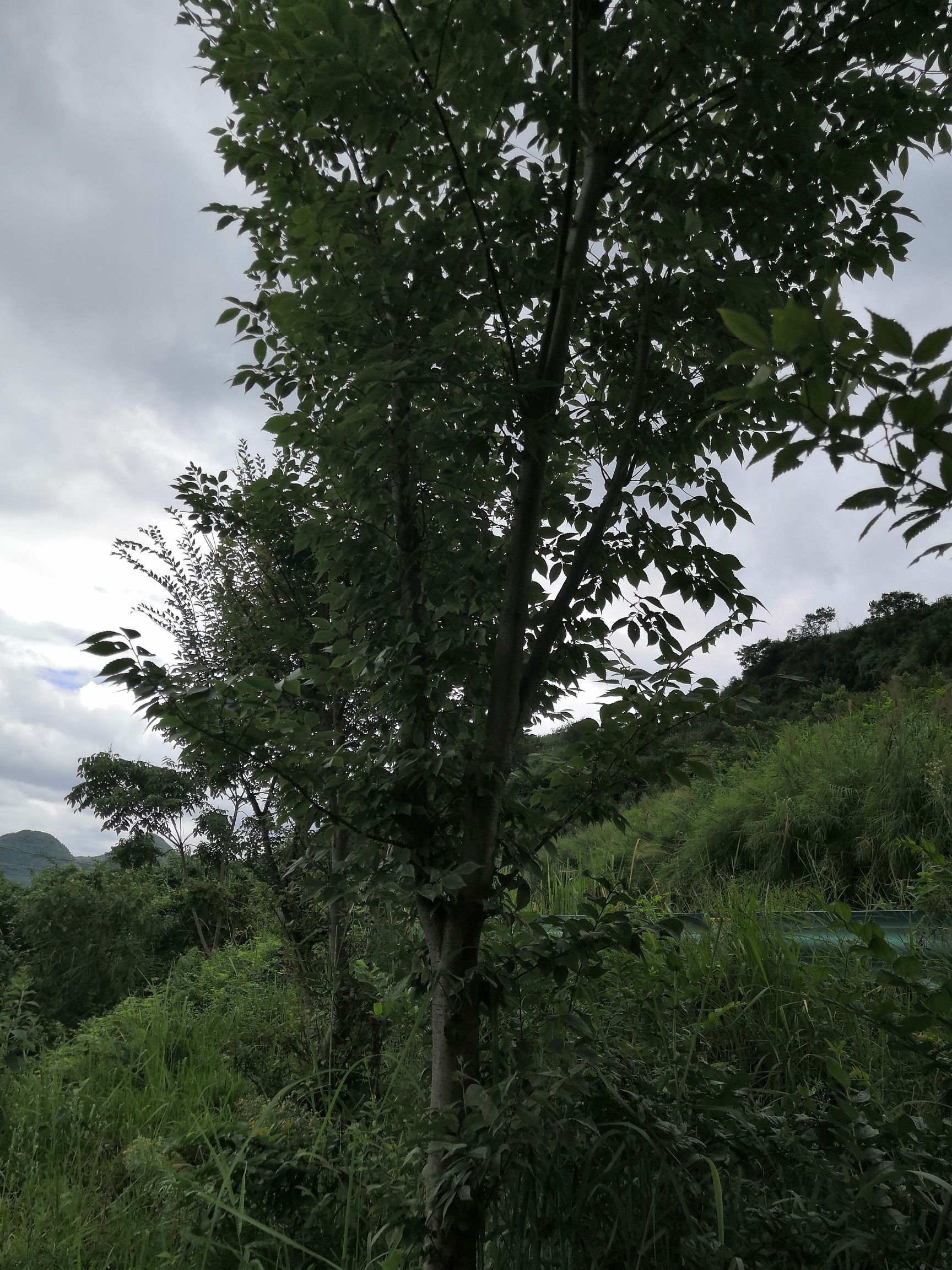 小叶榉树  榉树（小叶榉）量大从优，协助找车