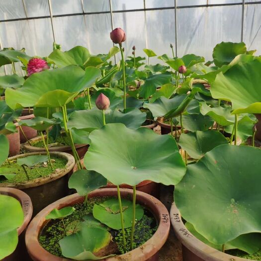 安新县荷花盆栽 精品，盆栽荷花大盆