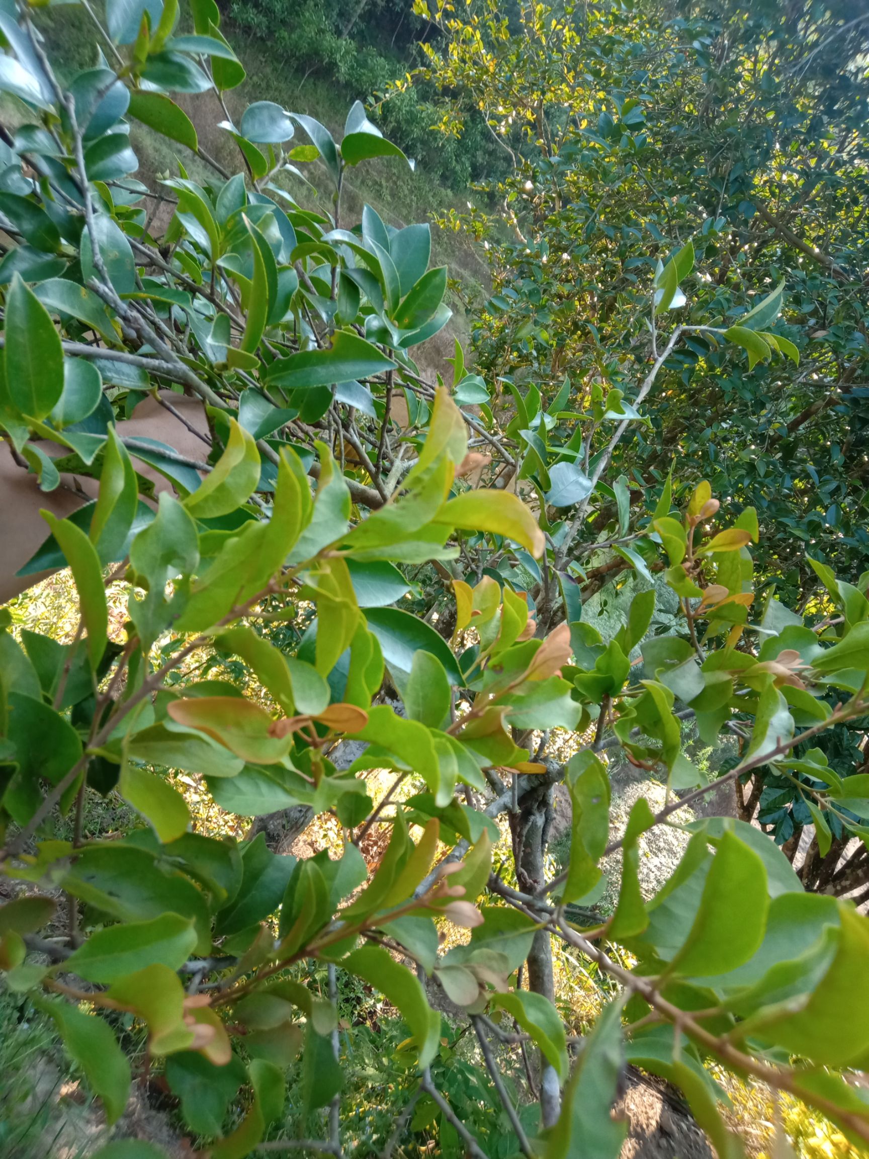茶树寄生  油茶寄生  茶寄生