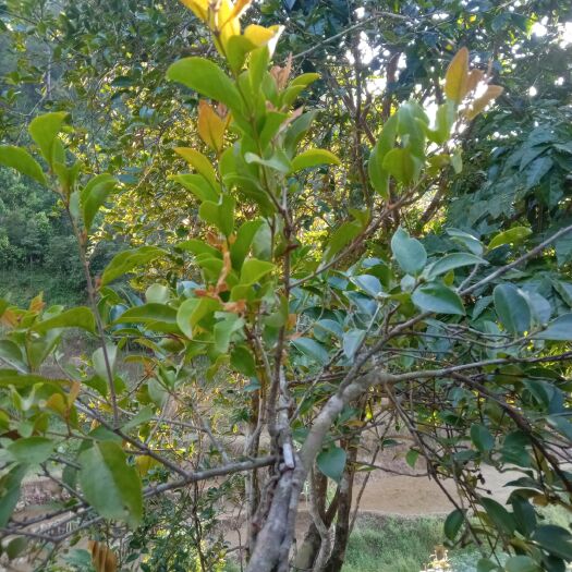 岑溪市茶树寄生  油茶寄生  茶寄生