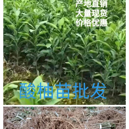 简阳市酸柚苗，四川柚子苗，酸柚实生苗，产地直销，可视频看货。