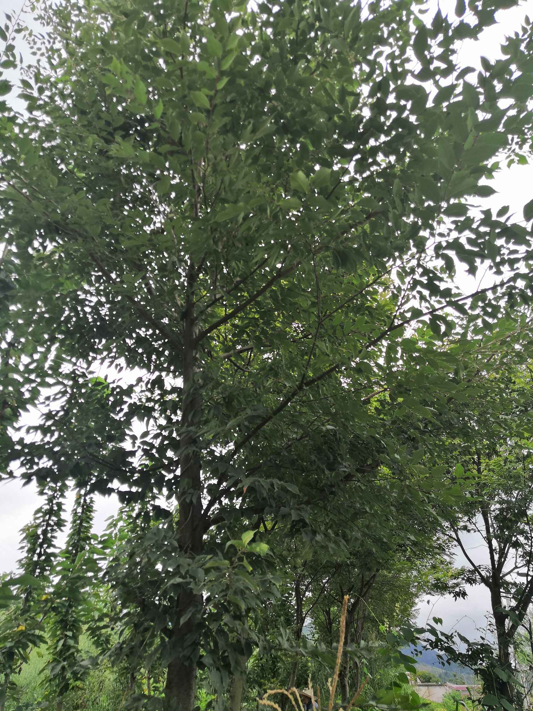 小叶榉树  榉树（小叶榉）量大从优，协助找车