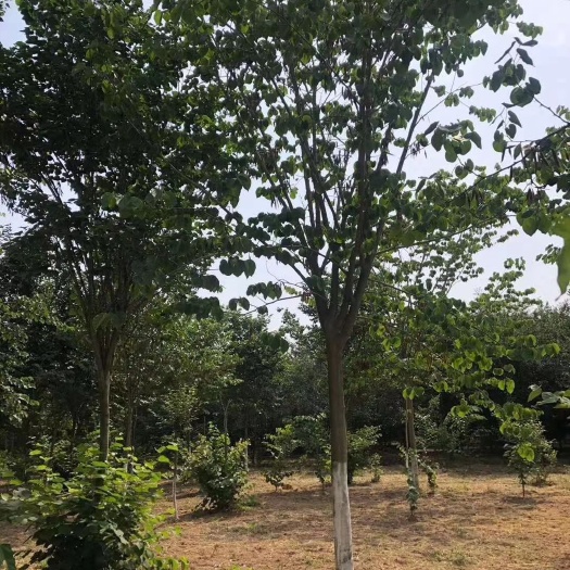 郯城县 山东临沂9-35合欢树大量出售