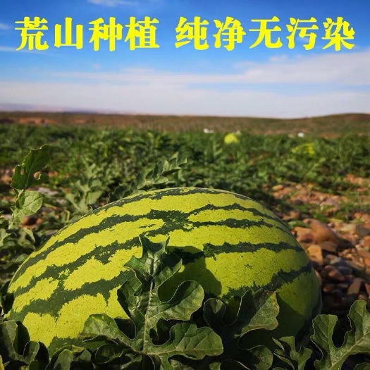 杭锦旗沙漠西瓜 内蒙沙漠风暴