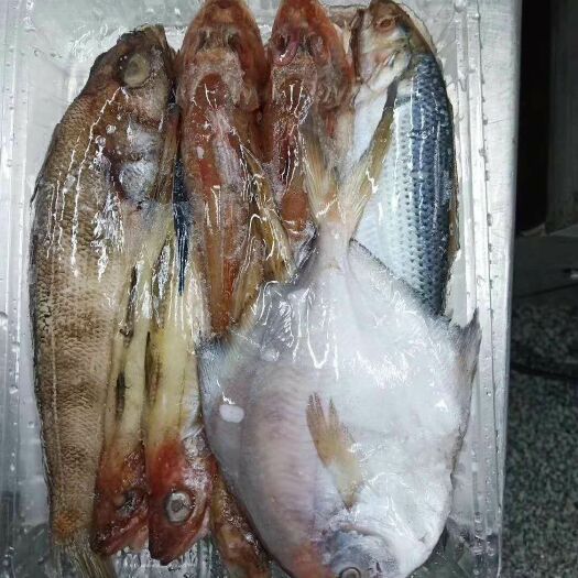 济南冷冻海鱼 海杂鱼