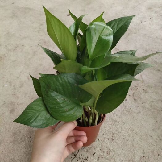 广州绿萝