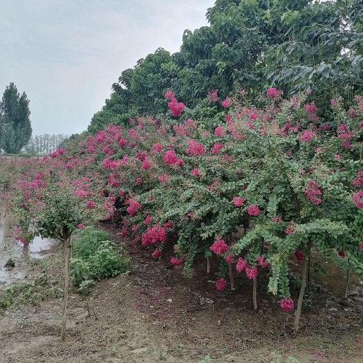 睢县 紫薇