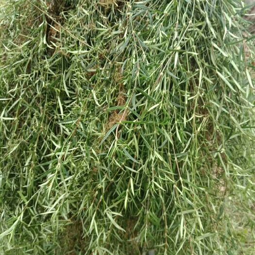 梁河县中药材回春草 千子草凉药微苦