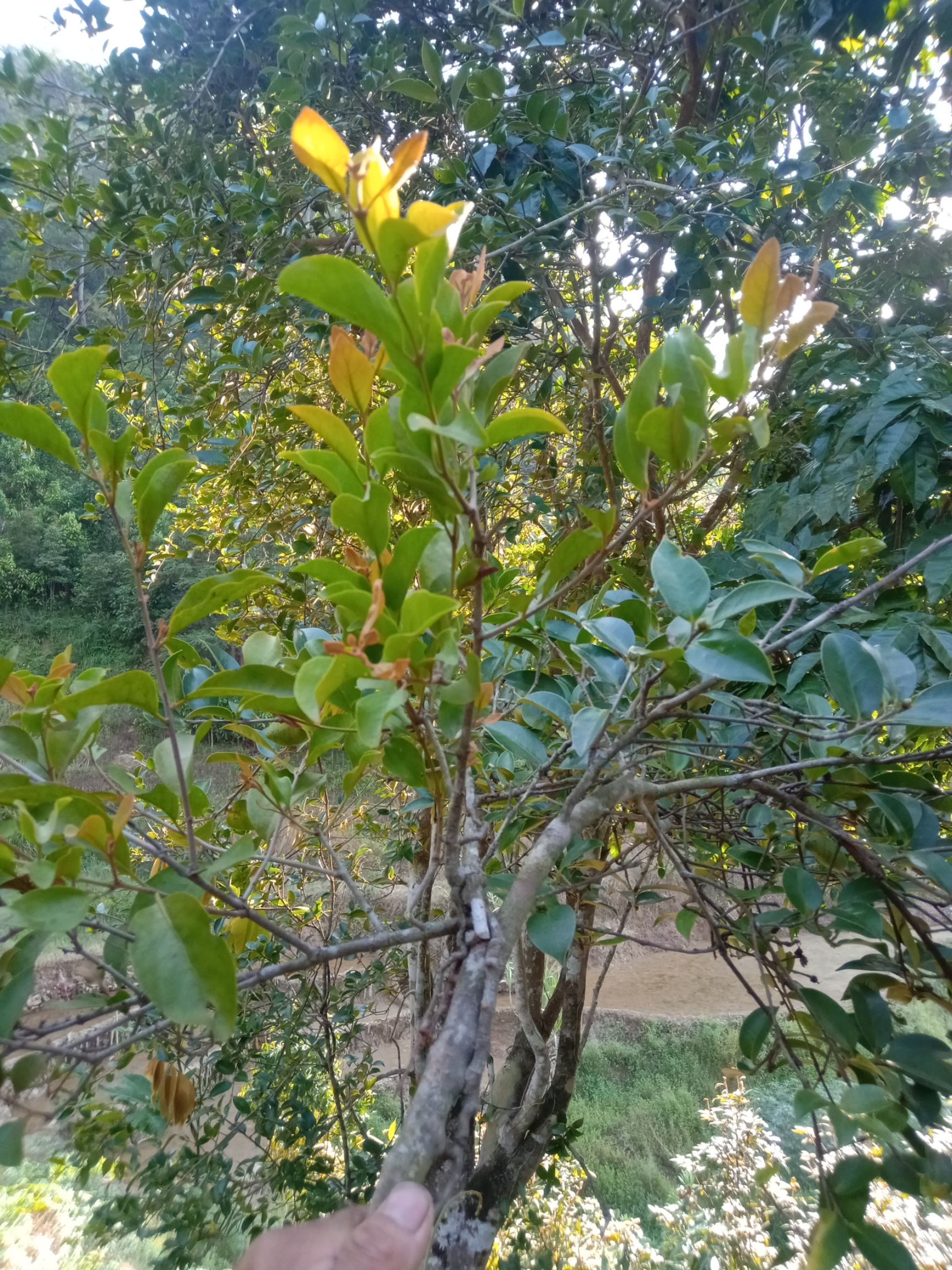 山茶油树寄生药用功效图片