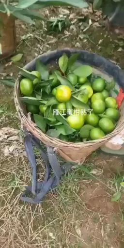 蜜桔