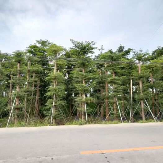 小叶榄仁