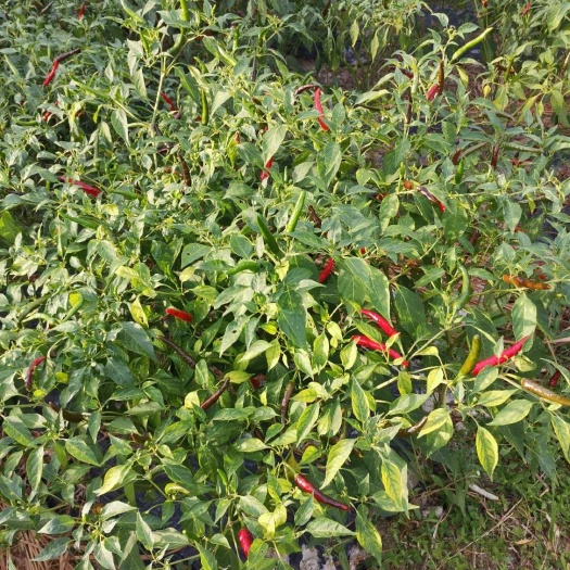 安顺艳红辣椒 艳椒