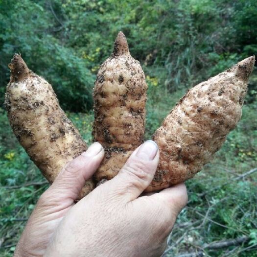 大关县 现挖鲜天麻