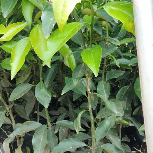 金华沃柑苗  沃柑杯苗