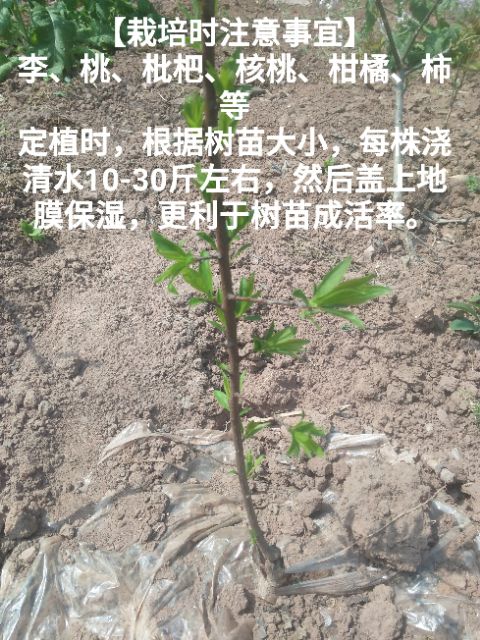 青脆李优系 ，四川青脆李树苗，青脆李子苗，四川李子苗