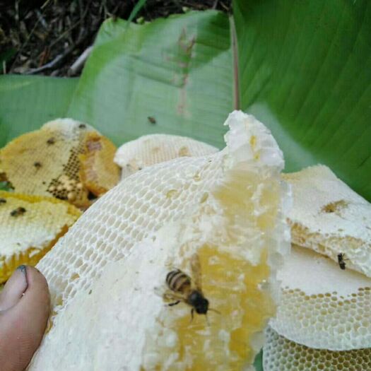 盈江县 原始森林树洞蜂蜜