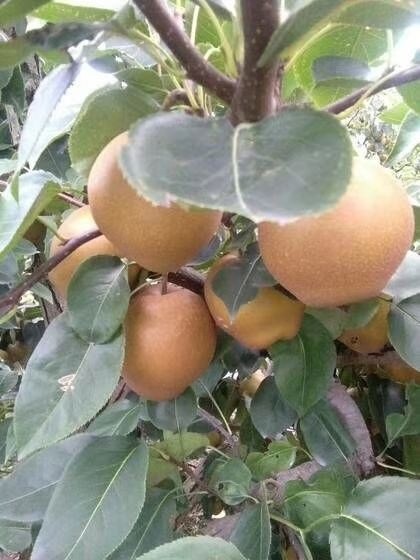 蒙城县 黄花梨 黄花梨 黄花梨