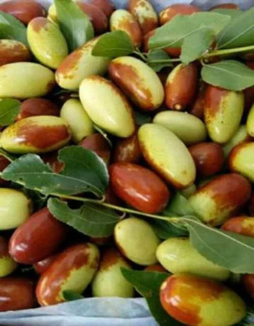  马牙枣，通货酥脆爽口，超甜