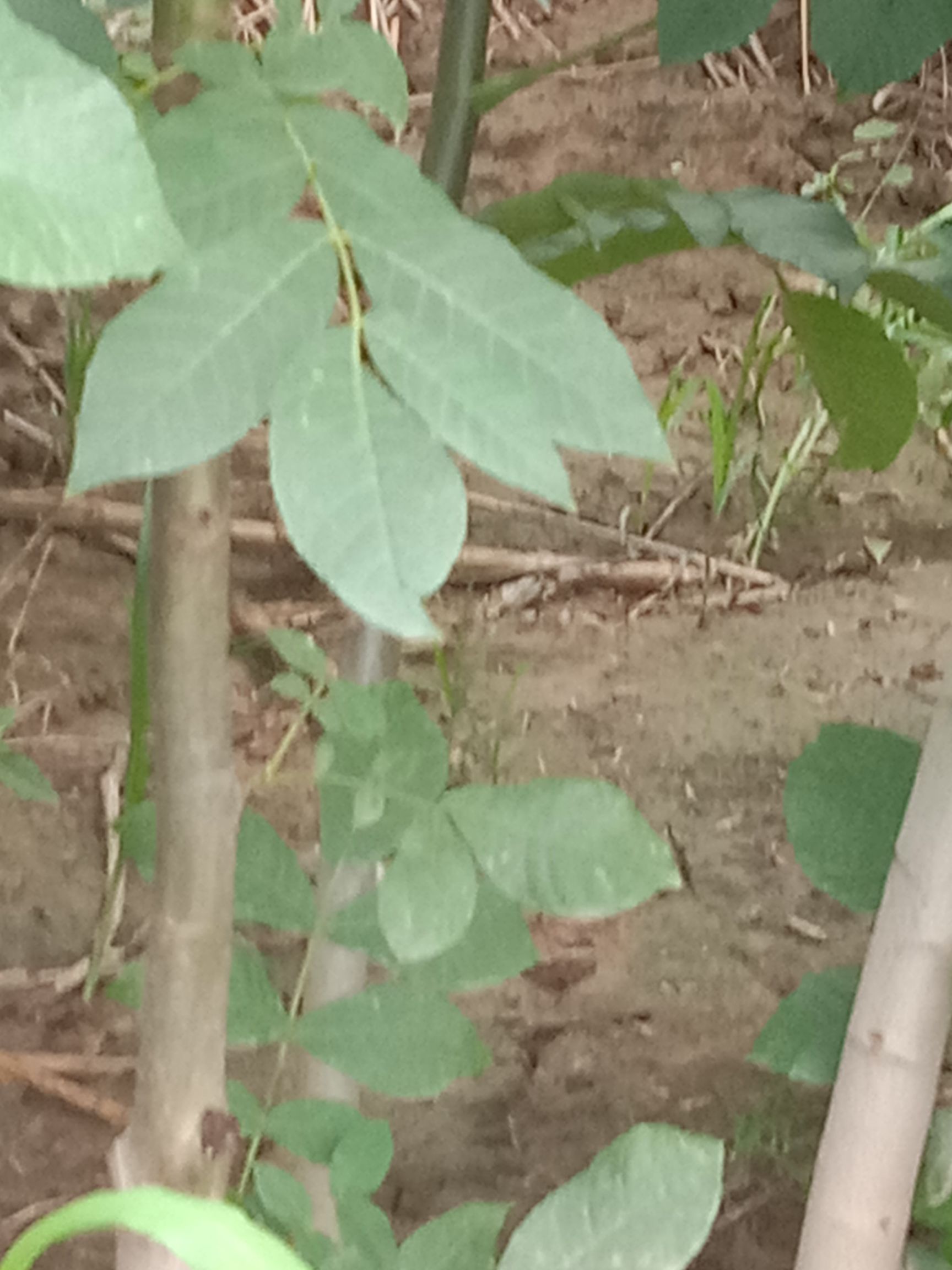  我这里有核桃苗2年的3年共1万多棵