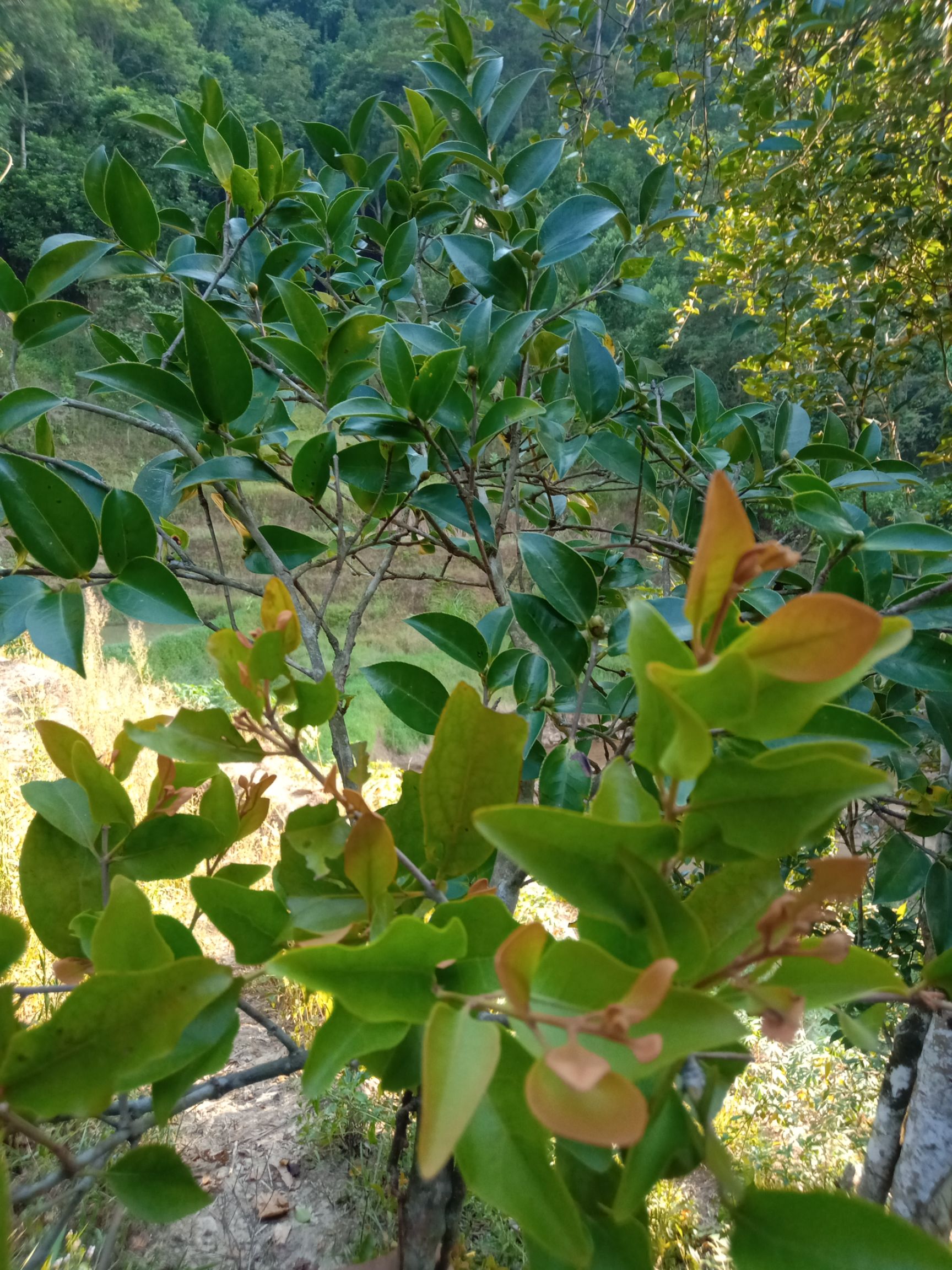 茶树寄生  油茶寄生  茶寄生