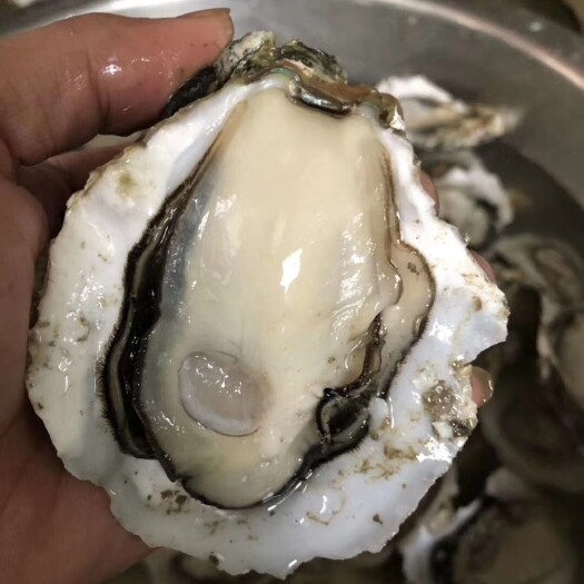 饶平县 带壳生蚝，牡蛎，海蛎子，蚝肉，批发，零售