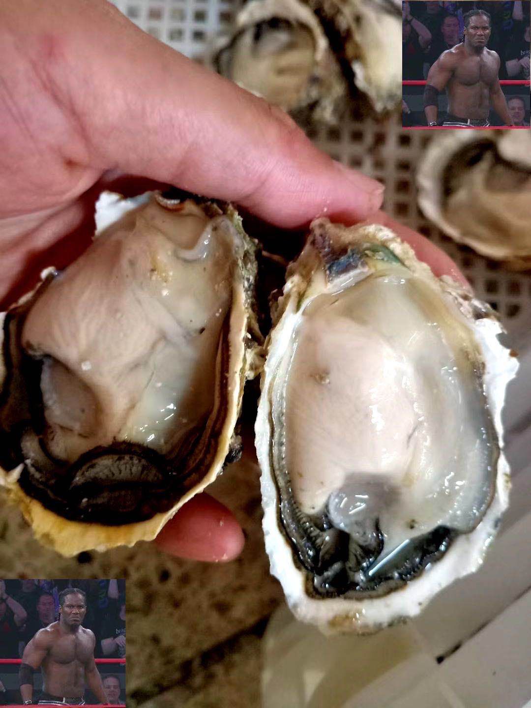 诏安湾生蚝 生蚝