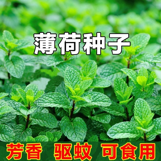 宿迁 薄荷种子食用薄荷美国柠檬薄荷猫薄荷香水薄荷驱蚊香草种子