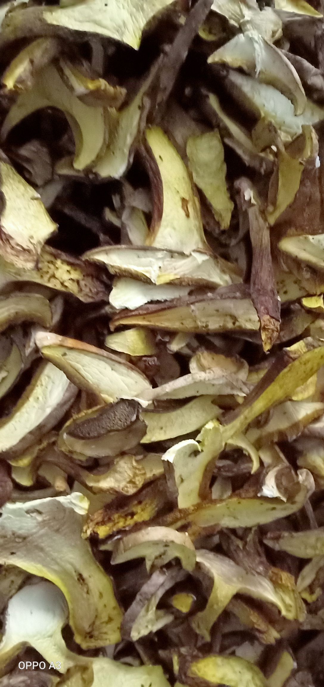白葱牛肝菌  白葱干片片，精品，统货应有尽有