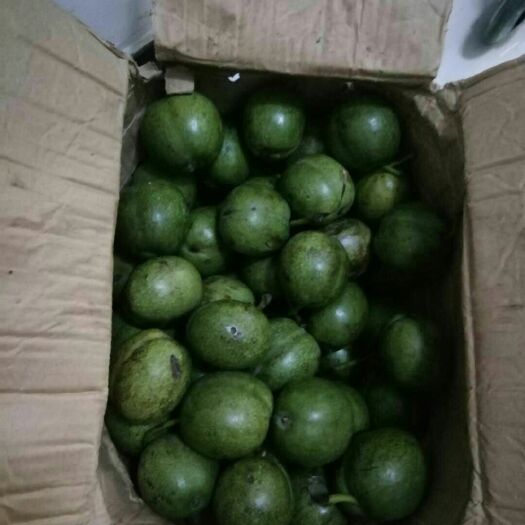 石楼县 青皮有机核桃2.5包邮