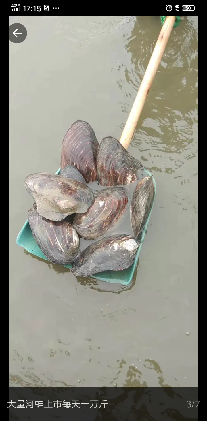河蚌 