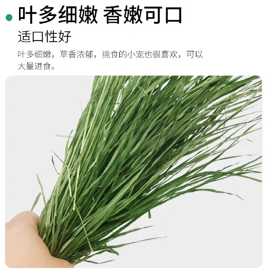 岷县 20年烘干头茬无穗提摩西草包段整草龙猫粮兔兔荷兰猪主粮
