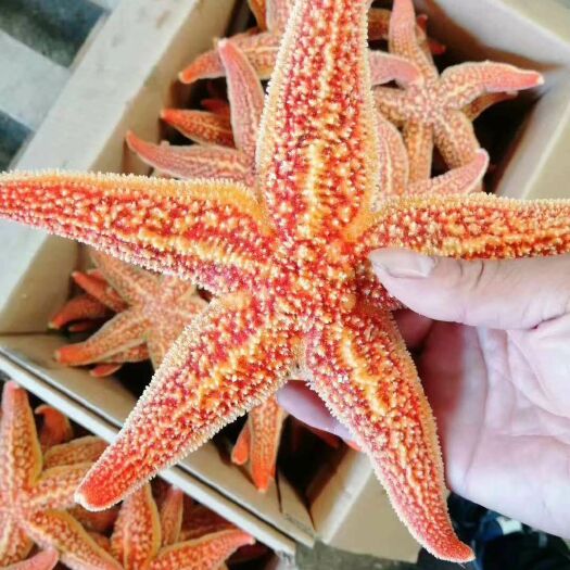 济南 海星