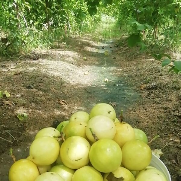 黄金百香果  黄金纯正芭乐味百香果一件代发