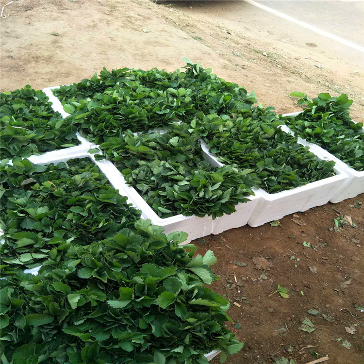  新品种隋珠草莓苗，现挖现发，根系发达，保温发货，成活率高