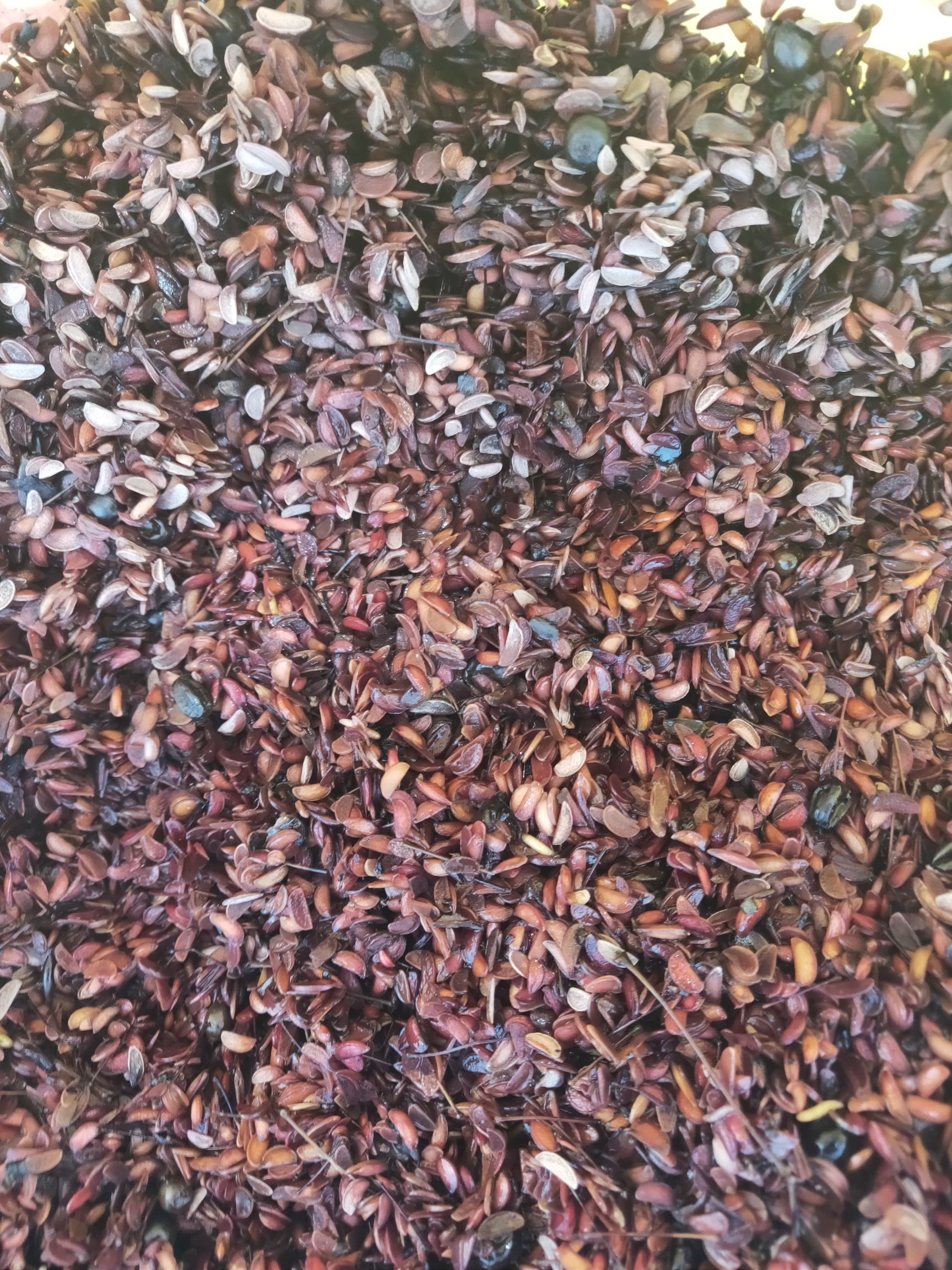 出售刺五加种子（长梗五加种子）、出售长梗五加种子（五加参籽）