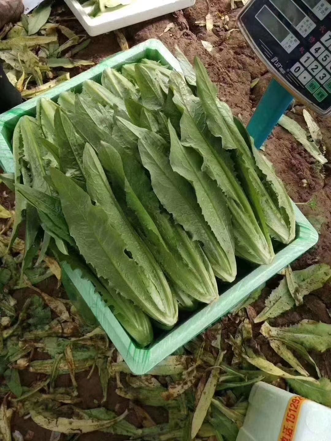 美冠油麦菜 油麦基地，从地头直接到餐桌，