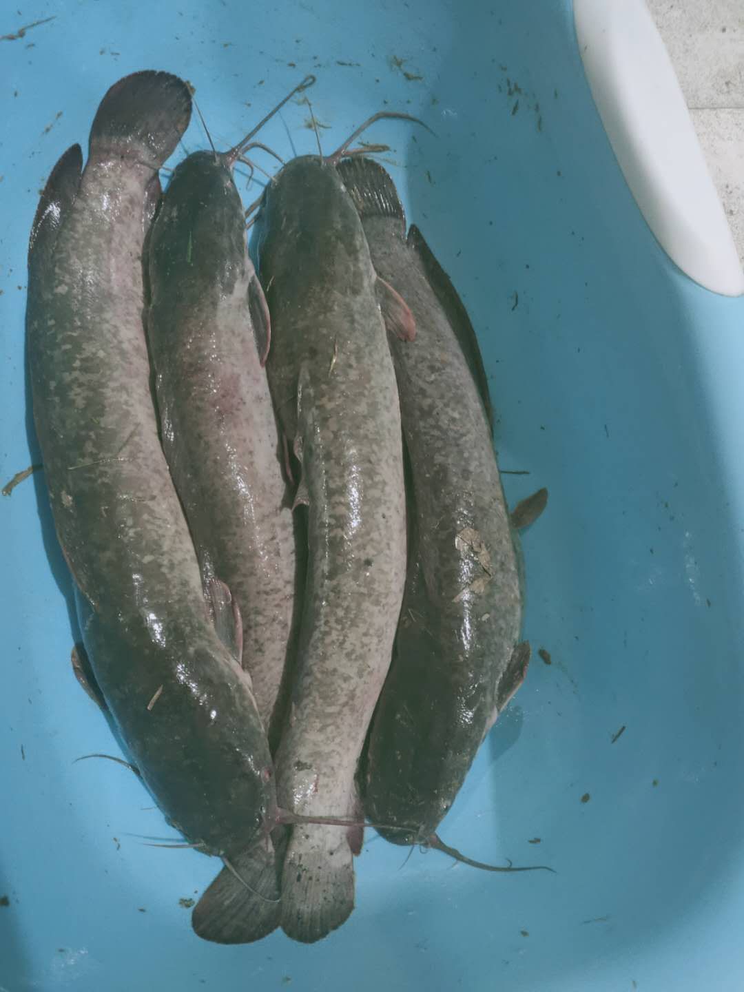  八须鲶鱼