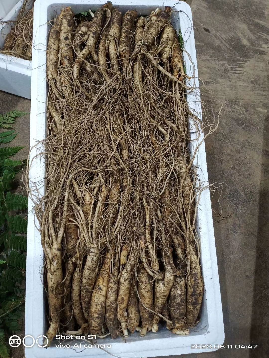 长白山带土鲜人参，煲汤炖鸡，长白山原产地批发直销，自家种植