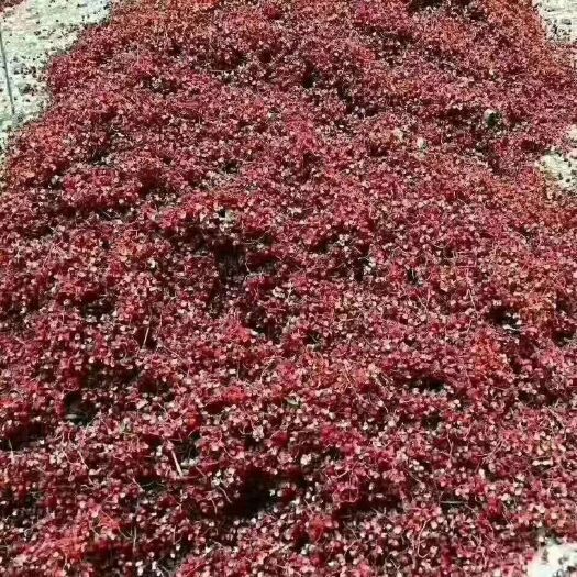 富平县 陕西花椒