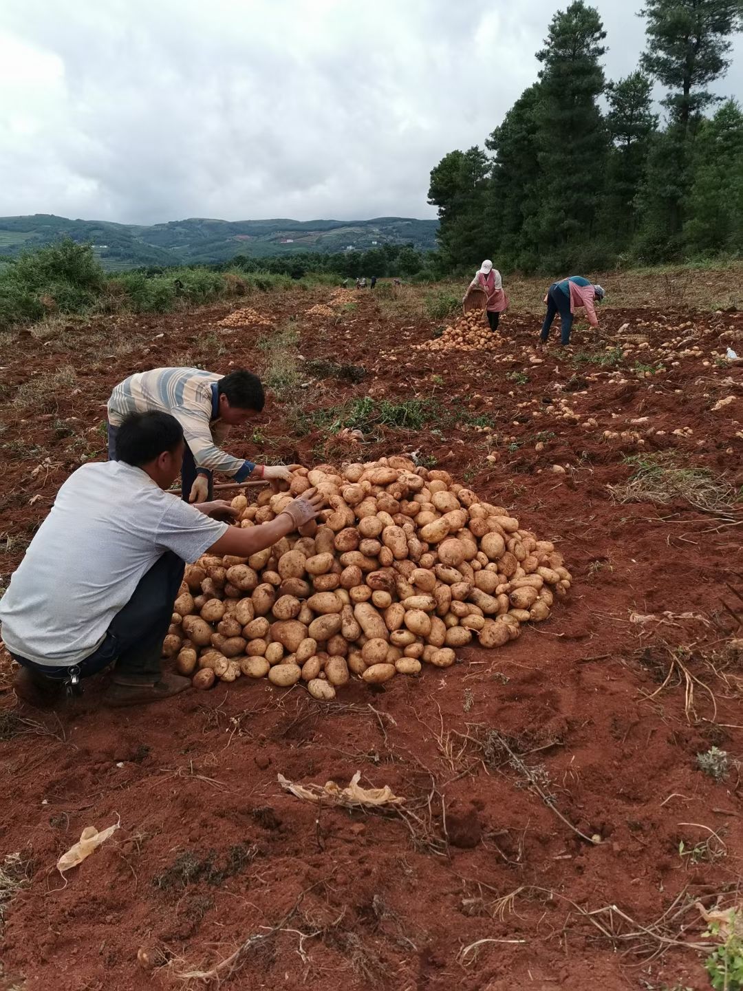  今年土豆质量太好了     量大从优哦