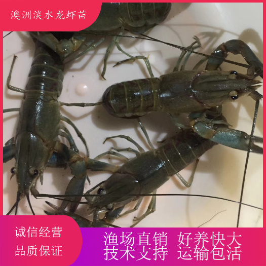 广州 澳洲淡水龙虾苗 澳龙苗 龙虾苗 澳洲淡水小龙虾苗