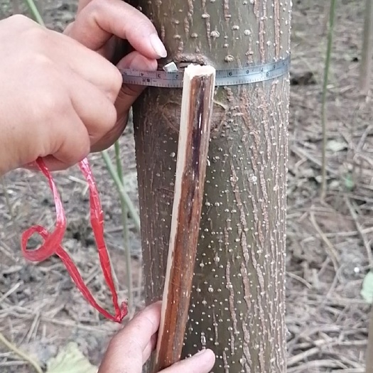 兰考县兰考县焦裕禄紫花泡桐8-12公分