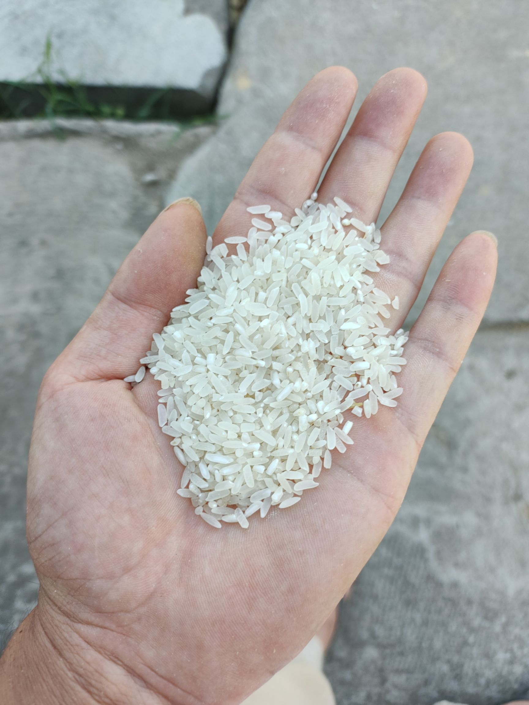 籼稻谷  粮，优质稻谷。长粒香