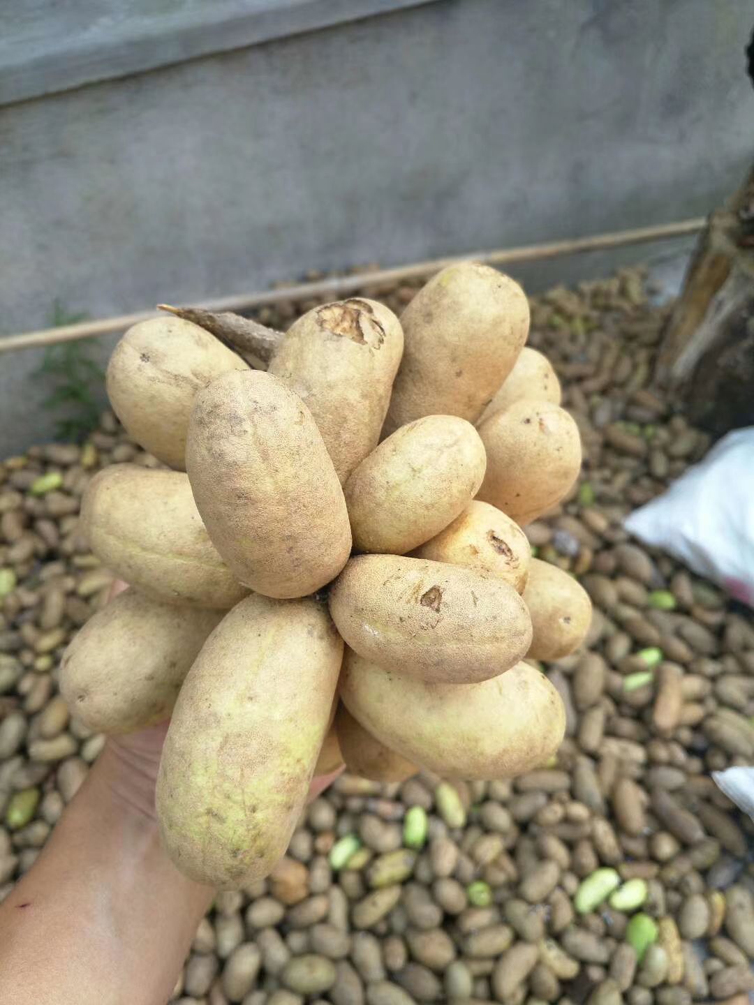  秦岭八月瓜上市