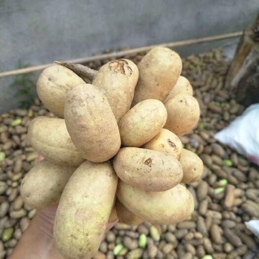 徽县 秦岭八月瓜上市