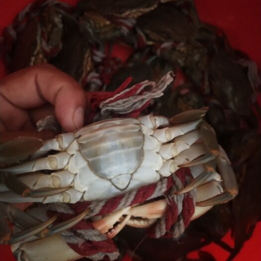 漳浦县青蟹  三门蟹 喂养 贝壳小鱼 肉质肥甜
