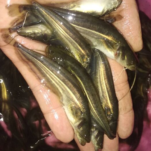 新兴县大口鲶鱼苗