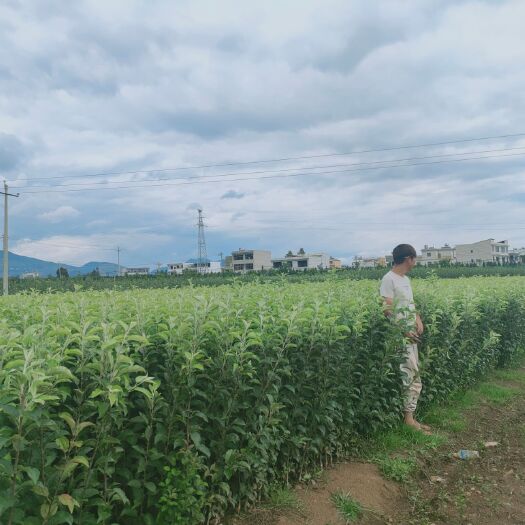 昭通苹果树苗 大量出售各种苹果苗