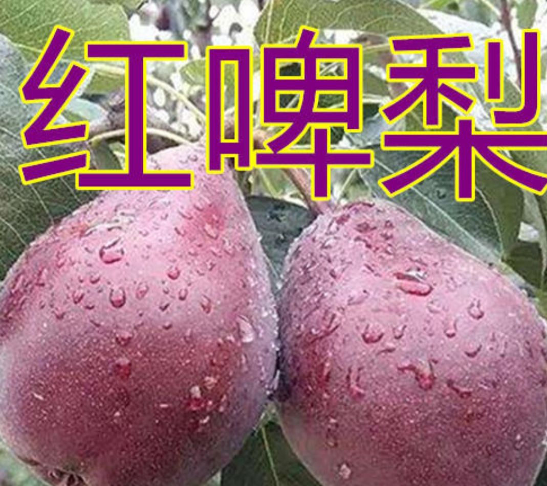 草果苗 专卖4年以上挂过果的大苗，当年挂果，